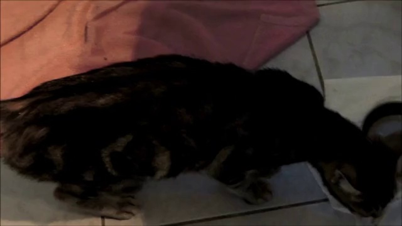maya2