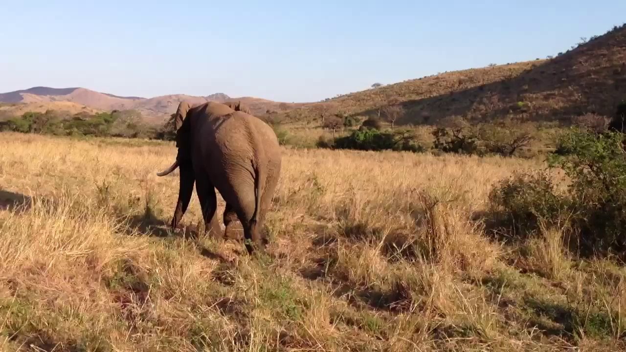 South Africa Safari Tour Amazed by Elephant