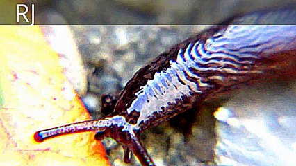 Monster Bug Wars Brown Snail.Amazing Nature