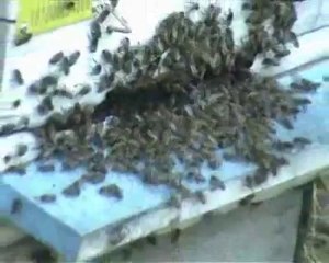 arı kovanı arılar