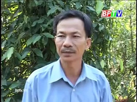 Mô hình nuôi chim trĩ đỏ hiệu quả, trang trại chuyển đổi cơ cấu cây trồng - nghenong.com