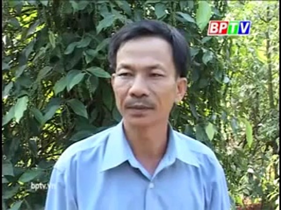 Mô hình nuôi chim trĩ đỏ hiệu quả, trang trại chuyển đổi cơ cấu cây trồng - nghenong.com