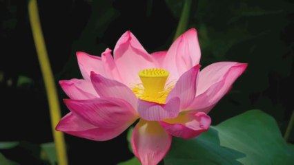 DA VOSK DOCTA - LOTUS ハスの花 FLOWER ΔRAREΔ