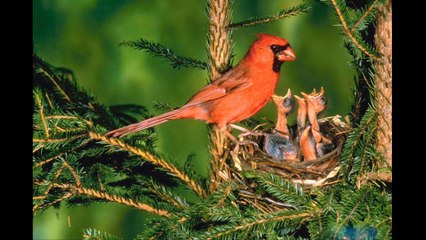"Raabta Kehte Hai Khuda Ne"  - cover by Chitralekha Dixit
