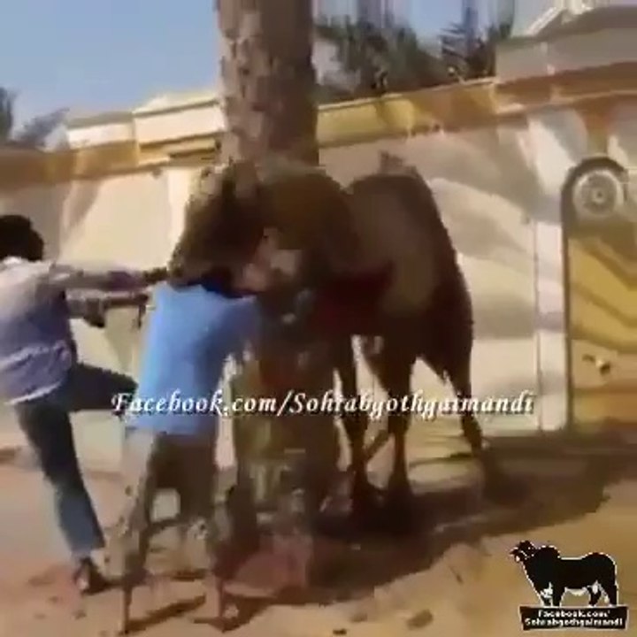 Camel Pulls Kasai from Mouth