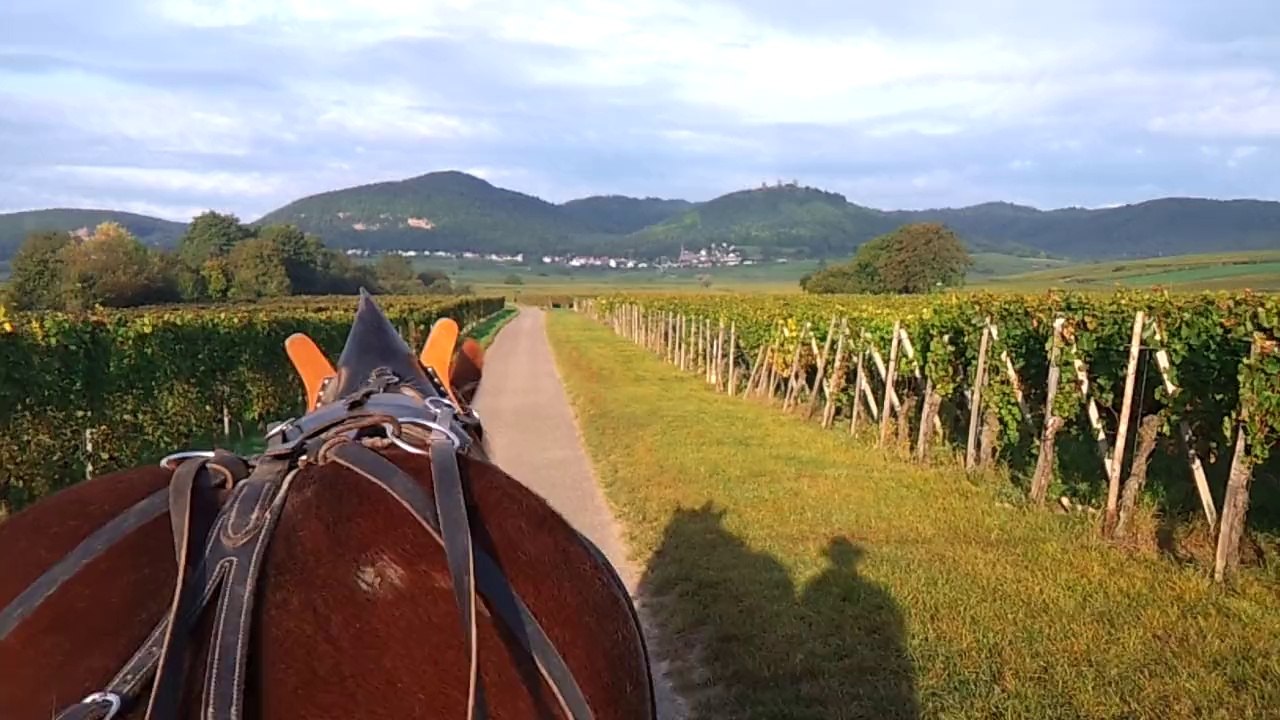 vendanges 2014 en allant au Eichberg