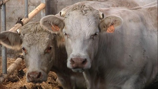 Normandie: un éleveur retrouve une vache découpée en morceaux