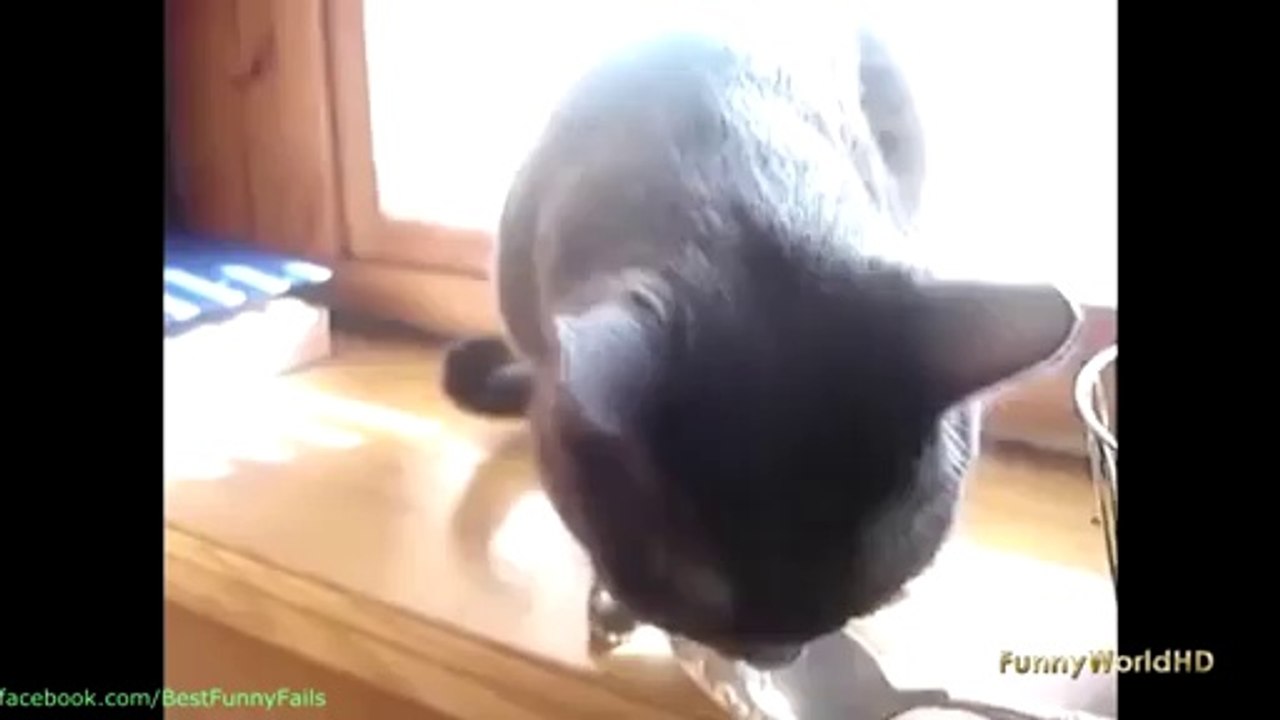 Funny Videos,Fails Wins Compilation,Funny Pranks and Funny Animals Videos, Epic Funny Videos Part 13