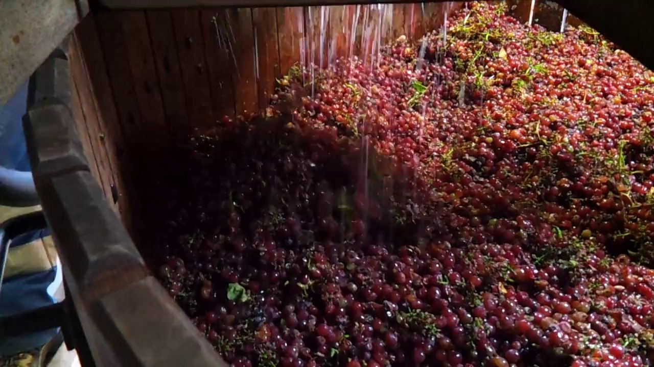 vendanges 2014 au pressoir 2