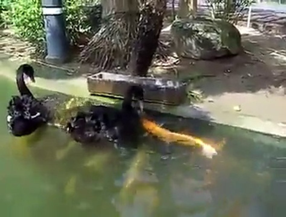 Les canards se nourrissent des poissons dans le lac