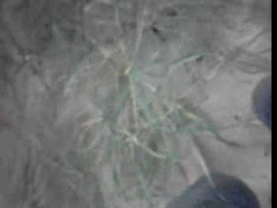 Ile d'oléron, matin