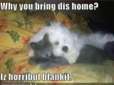 MUST SEE - Very Funny Cats 25