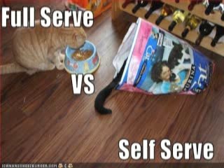 MUST SEE - Very Funny Cats 27