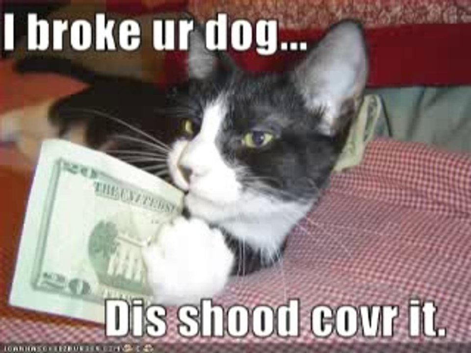 MUST SEE - Very Funny Cats 28 - Dailymotion video_2
