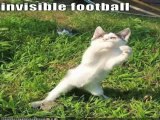 MUST SEE - Very Funny Cats 29