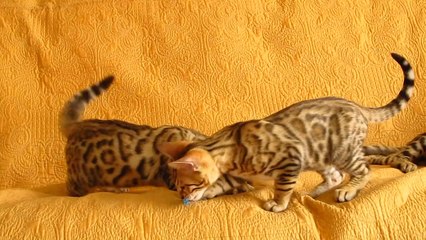 Бенгальский котик