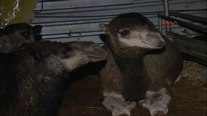 Arşiv THY Teknik Arızaları ile Tanınan Rj Tipi Uçakları Gönderince Deve Kesti Arşiv Görüntüleri