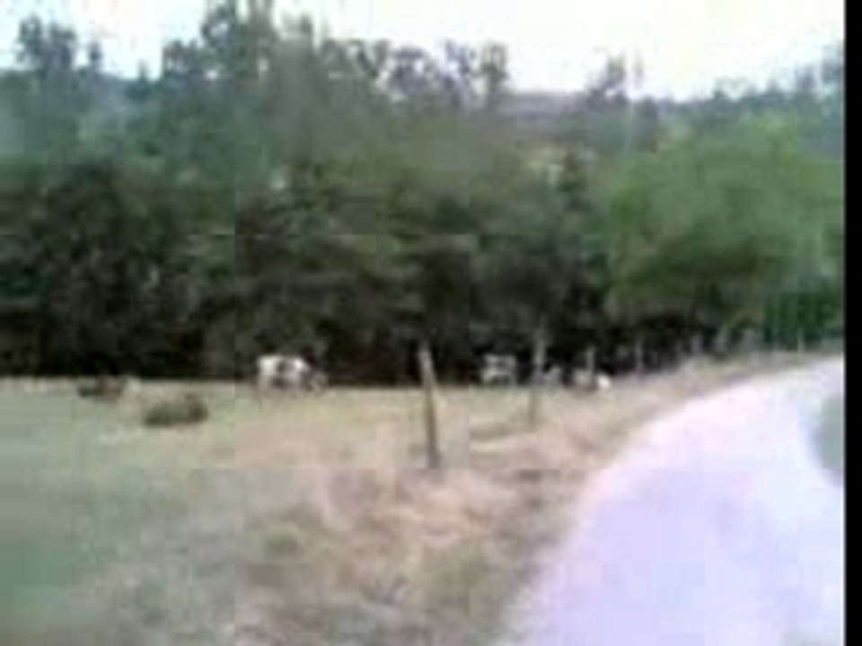 OOOOOOOooooohhhh les vaches