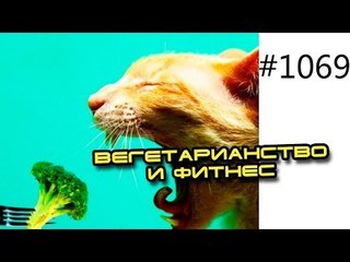 Video herunterladen: Вегетарианство и фитнес. Может ли вегетарианец быть здоровым бодибилдером как Алексей Воевода?