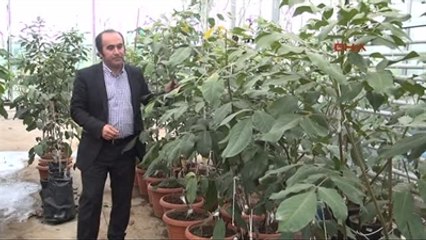 Türkiye'nin İlk Renkli Cevizi Sofralara Geliyor