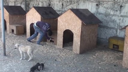 Çaycuma'da Seçim Sandıkları Yavru Hayvanlara Yuva Oldu