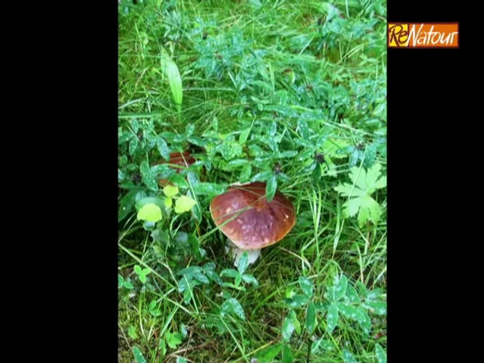 _Natur pur in Småland - Familienurlaub in Schweden_ - ReNatour