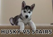 Cute Husky Puppy Is Terrified of Stairs