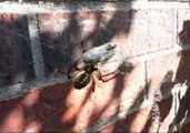 Bee Gets Tangled in a Web Not of Its Making