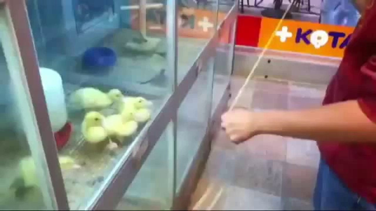 Funny Videos - Fail Compilation, Funny Pranks and Funny Cats Videos _ New Funny Video(48)