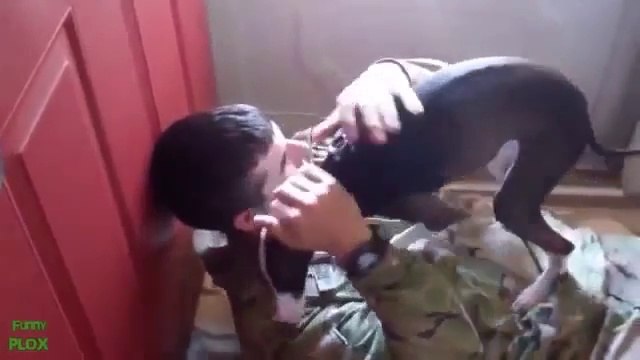 Regardez comment ces chiens célèbrent le retour de leur maitre après de longs mois d'absence