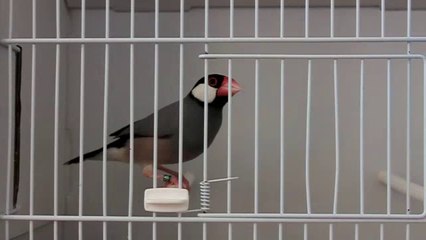 GTE 2014 Paddas Stam TS non classes