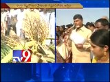 A P government stands by Hud Hud victims - Chandrababu - Tv9
