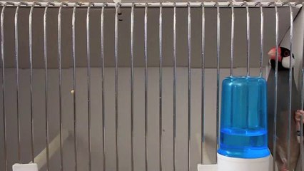 GTE 2014 Padda Stam TS champion