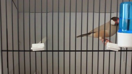 GTE 2014 Paddas Topaze ind