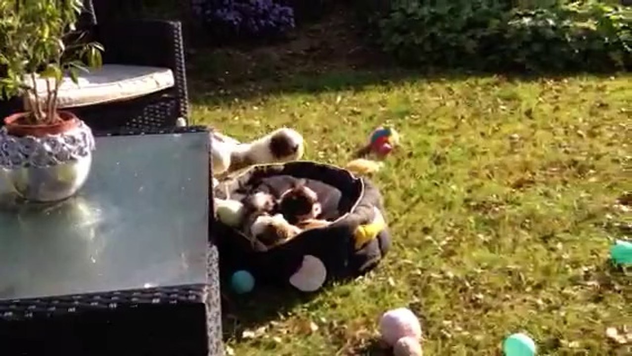 Chiots shih tzu disponbiles