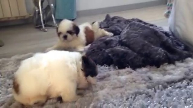 Les chiots shih tzu nés le 09.08.14