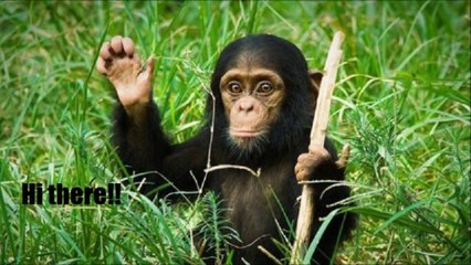 Funny Cats, Dogs and other animals 3