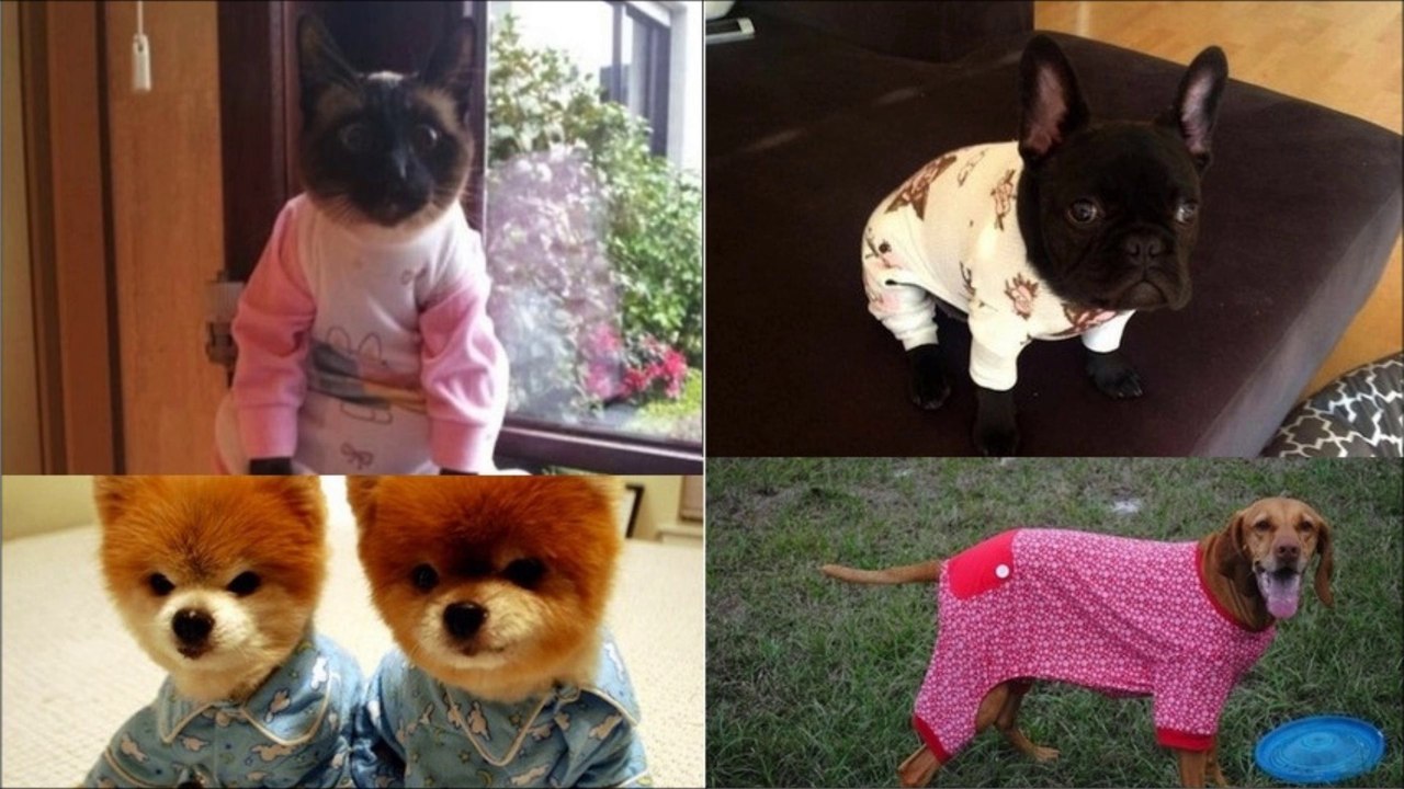 Funny Cats, Dogs and other animals 4