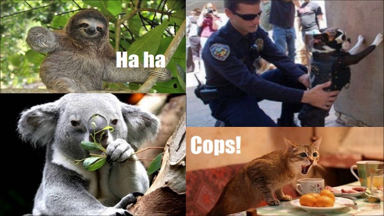 Funny Cats, Dogs and other animals 7