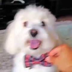 Funny VIDEO: Staying fresh and clean