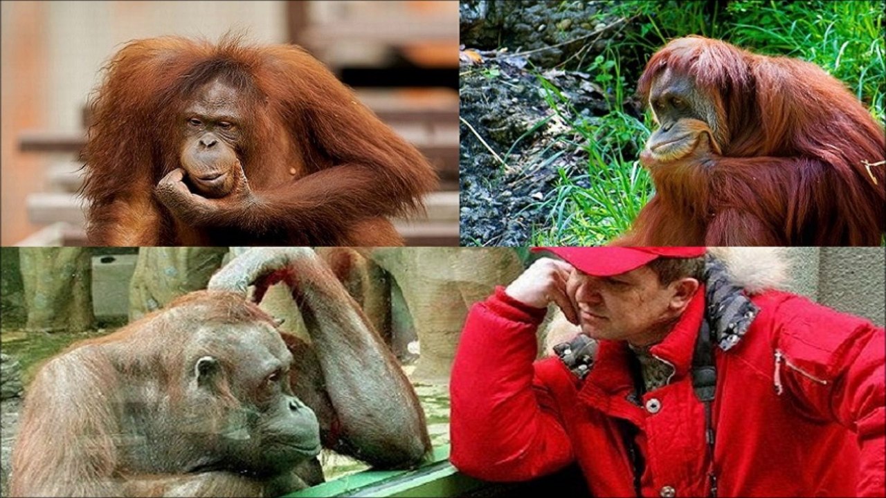 Funny Cats, Dogs and other animals 8