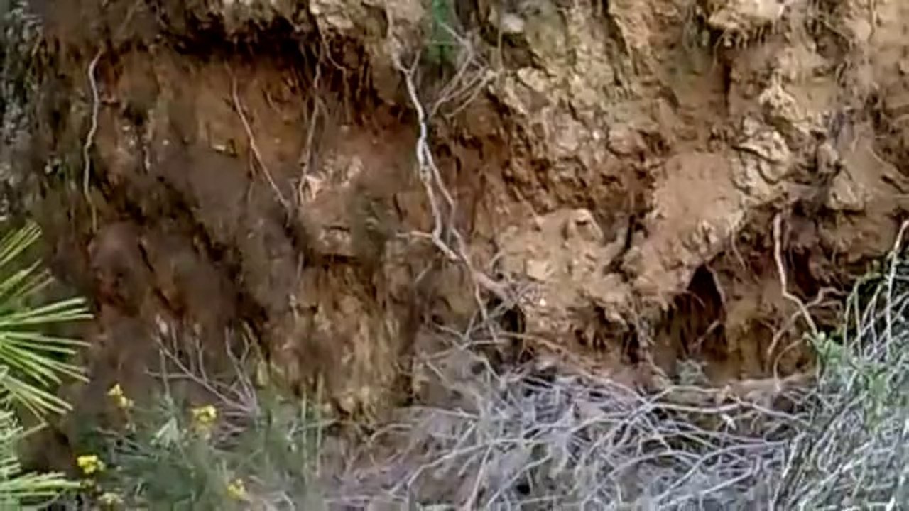 Jump on roots fail