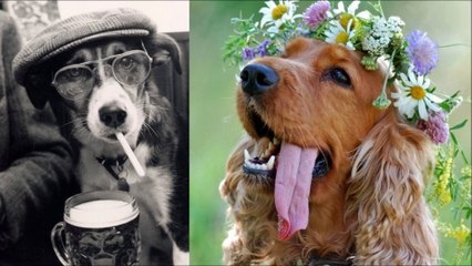 Funny Cats, Dogs and other animals 9