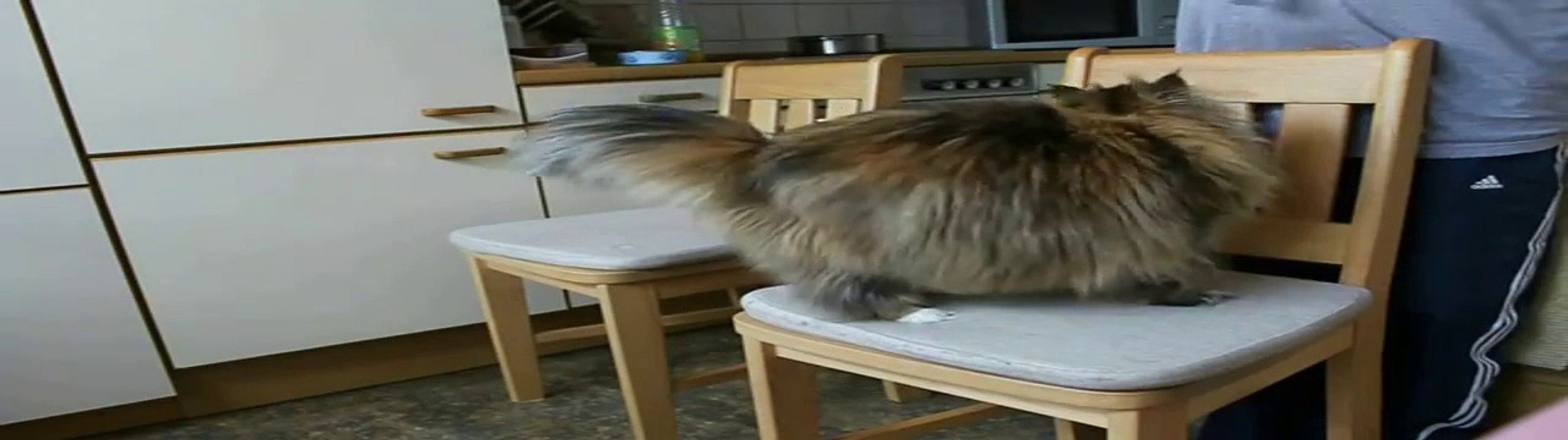 Clickertraining Maja