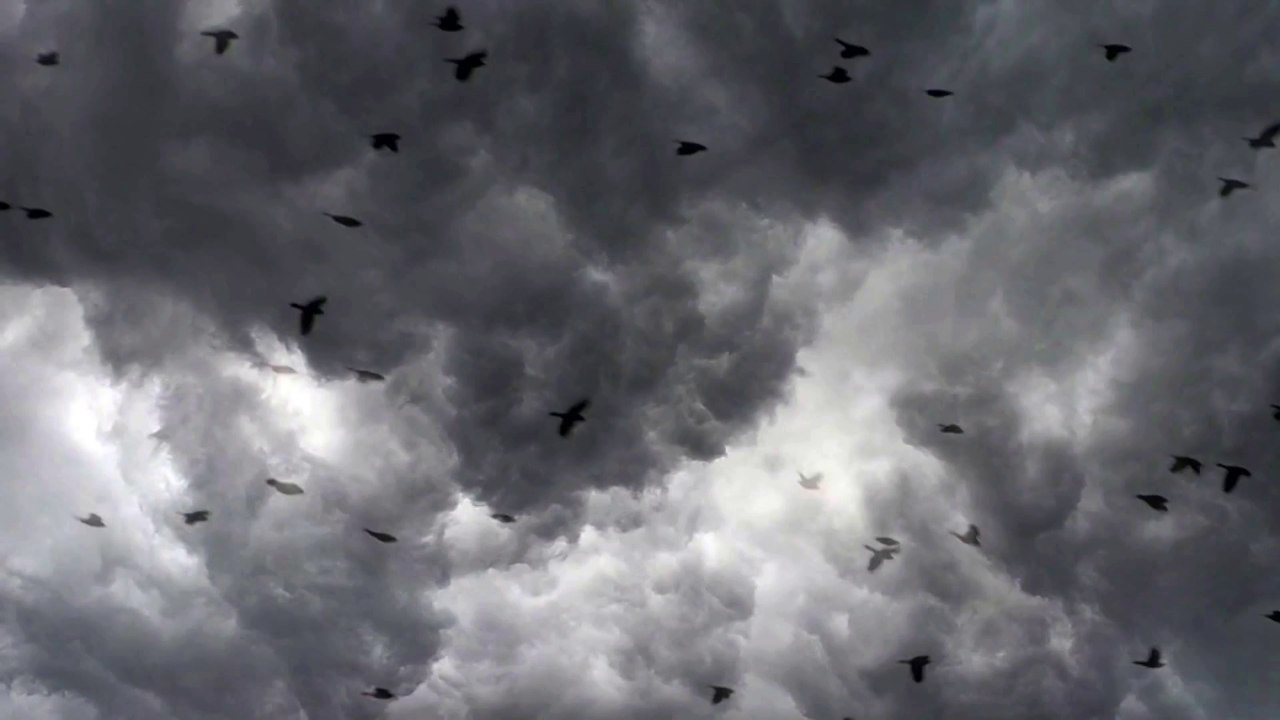 Swarm Intelligence "Faction" - album trailer