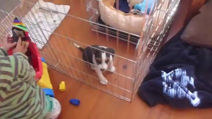 The Online Dog Trainer - Tour For Puppy Owners