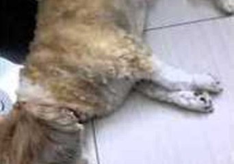 Dog Cries in Her Sleep