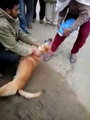 null-10.mp4