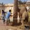 Camel put butcher from mouth the and throws other side watch video.