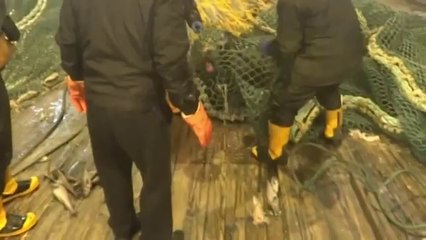 Un lion de mer en colère pris dans des filets de pêche